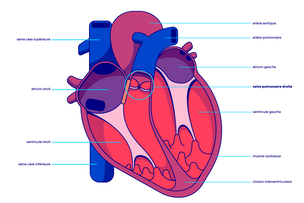 anatomie-coeur
